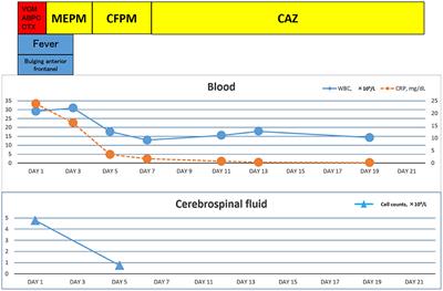 Case Report: A Domestic Sponge Brush Used to Clean a Milk Feeding Bottle: The Source of Neonatal Meningitis Caused by Pseudomonas aeruginosa